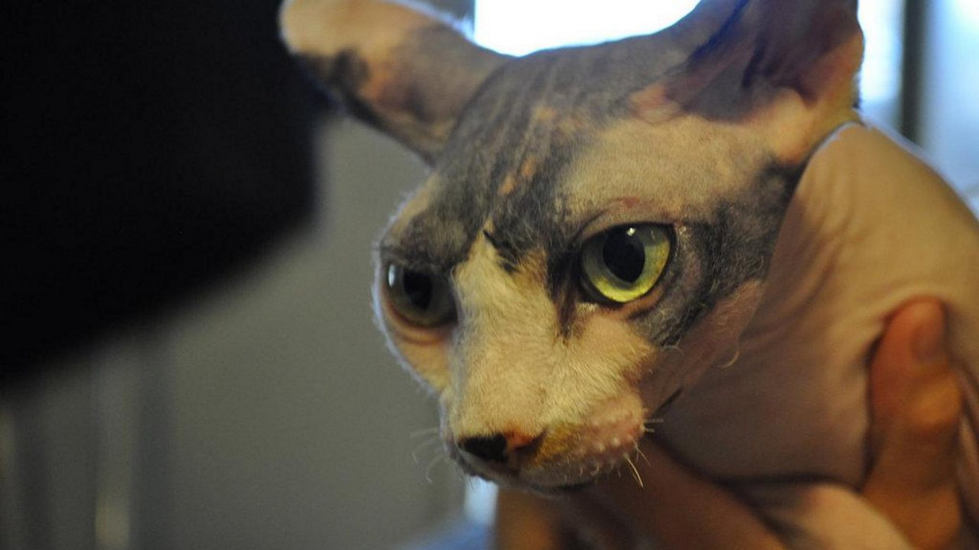 Season 8